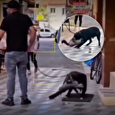 Pitbull cinsi köpeğine kediyi öldürtmüştü! Cani gözaltına alındı