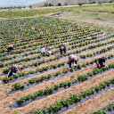 İşini bırakıp köyüne döndü: Yıllık 40 ton böğürtlen 25 ton çilek üretiyor