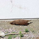 Suède: un sanglier jeté devant une mosquée, enquête ouverte pour incitation à la haine