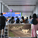 Başıboş köpek sorunu turizmi de etkiledi: Beş Avrupa ülkesinden Türkiye uyarısı