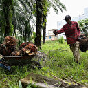 Huile de palme durable: Malaisie et Turquie collaborent