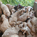 Başıboş köpekler dehşet saçtı: Yüzlerce hayvan telef oldu