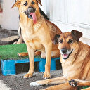 Köpekler sokakta paralar nerede?