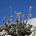USA: Une fleur menacée d'extinction par une mine de lithium
