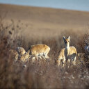 Mongolie: L'élevage menace les léopards des neiges et les gazelles sauvages