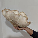 Mantar toplamaya gidince buldu: 3 kilo 120 gramlık kunkor görenleri şaşırttı