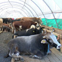 İstanbul'da kurbanlıklar görücüye çıktı: İşte kurbanlık fiyatları