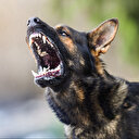 DSÖ'den sahipsiz köpekler ve kuduz uyarısı