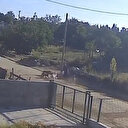 Balıkesir’de 6 başıboş köpek kadına saldırdı