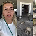 Ankara'da kuduz köpek alarmı: Hastalıklı hayvanları şehre yönlendiren şüpheliler hakimliğe sevk edildi