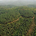 Samsun Valiliği duyurdu: O tarihe kadar ormanlık alanlara girişler yasak!