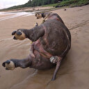 Braconnage en Indonésie: 26 rhinocéros de Java abattus depuis 2018