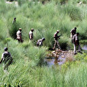Cachemire: deux rebelles présumés et un paramilitaire tués