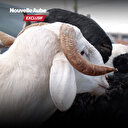 La Fête de la Tabaski: Au cœur de la célébration au Cameroun