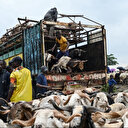 Côte d'Ivoire: Crise d'Approvisionnement en Moutons pour l'Aïd