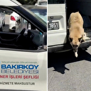 CHP'li Bakırköy Belediyesi 'ısırma vakası' sonrası toplanan köpekleri yeniden sokağa saldı