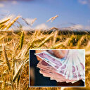 Bakanlık duyurdu: Tarımsal destekleme ödemeleri hesaplara aktarılıyor