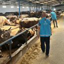 Burkina Faso: la Fondation turque Diyanet distribue 5 500 bovins à l'occasion de l'Aïd al-Adha