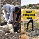 Şanlıurfa'da müşahede altına alınan sahipsiz köpek öldü: Bir mahalle kuduz nedeniyle karantinaya alındı