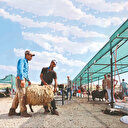 2.7 milyon kurbanlık satıldı