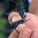 Muğla'da ilk defa görüldü: Ekipler alarma geçti