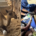 سانگھڑ: ’اونٹنی کو مصنوعی ٹانگ لگنے میں وقت لگے گا‘، جانور کو زخمی کرنے پر قانون کیا تحفظ دیتا ہے؟