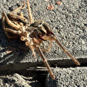 En zehirli tür havalar ısınınca ortaya çıktı: Bir metreye kadar zıplayabiliyorlar