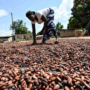 Ghana: La contrebande de cacao face à la crise économique