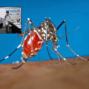 ABD doktorlarına uyarı: Ülkede olan dang hummasına karşı dikkatli olun