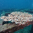 Climat: Restaurer les récifs coralliens peut contribuer à les préserver