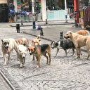 Sokak köpekleri Türkiye'nin meselesi: Çözüm için herkes dinlendi