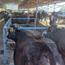 Kurbanlık hayvanlarda aranan şartlar neler, yaş kaç olmalı?