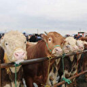 Satılan alınan kurban bayram gelmeden ölürse ne yapılır? İşte konuya ilişkin diyanet fetvası