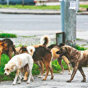 Köpek yüzünden 2 yılda 107 can
