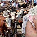 Kurbanlık hayvanın parası bayramdan sonra verilir mi? İşte kurban ücreti ödeme şekli