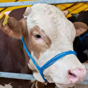 Boynuzu yarısı kırık hayvan kurbanlık olur mu? İşte kurbana mani olan ve olmayan kusurlar Diyanet bilgileri