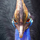 Australie: Un oiseau "dinosaure" menacé d'extinction