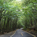 İstanbul Valiliği resmen duyurdu: Ormanlara girişler yasaklandı