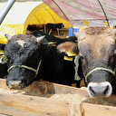 Kurban Bayramı'nda 3 milyon 200 bine yakın hayvan kesilmesi bekleniyor