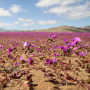 Chili: Des pluies inhabituelles font fleurir le désert d'Atacama