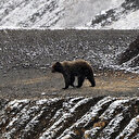 Canada: Les écologistes contre la réouverture de la chasse au grizzli