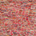 Buğday tarlası halı tarlasına döndü: Fiyatı 6 bin lirayı buluyor