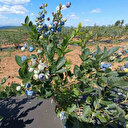 Denemek için dikti tonlarca verim alıyor: En çok İstanbul ve Ankara'dan talep yağıyor