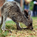 Australie: Enquête ouverte après l'abattage illégal de 65 kangourous