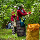 Günlük fındık yevmiyesi ve Patoz ücretinin saati belli oldu