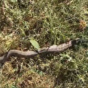 Tarlada ot biçerken zehirli 'koca engerek' gördüler