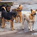 Başıboş köpek düzenlemesi son durum: Sokak köpekleri için yeni düzenlemeler ve maddeler