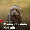 3 yılda 205 milyon TL elde ettiler: Mama lobisinin faaliyetleri MASAK raporuna yansıdı