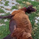 Bingöl'de başıboş sokak köpekleri küçükbaş hayvanları telef etti