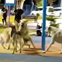 Başıboş köpekler çocuk parkında birbirine saldırdı